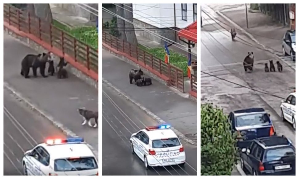 Ursoaică cu pui, pe străzile din Bușteni. Oamenii s-au apropiat de ei fără să țină cont de pericol