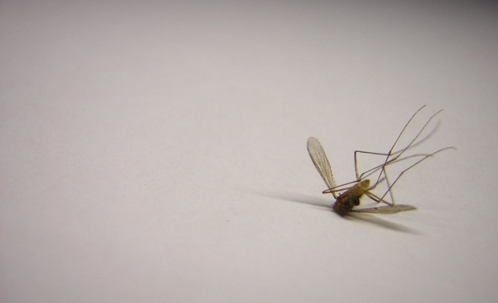 Cum scăpăm de țânțarii din casă, fără insecticid. Metode simple, la care nici nu te gândeai