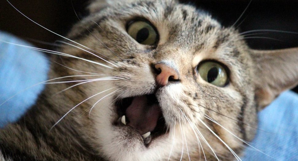 Poate o pisică să ucidă un om folosind colții și ghearele? Răspunsul surprinzător al unui specialist