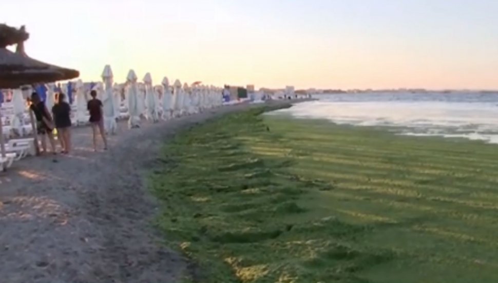 E dezastru pe litoral! Tone de alge pe plaja din Mamaia. „N-am văzut în viața mea așa ceva”