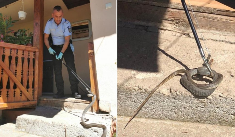Șarpe de 1,5 metri găsit în casa unei familii din Mehedinți: "Nu vă apropiați!"
