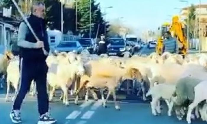 Cu ce se ocupa Gigi Becali înainte de Revoluție si ce studii are acesta. Totul despre latifundiarul din Pipera  671211