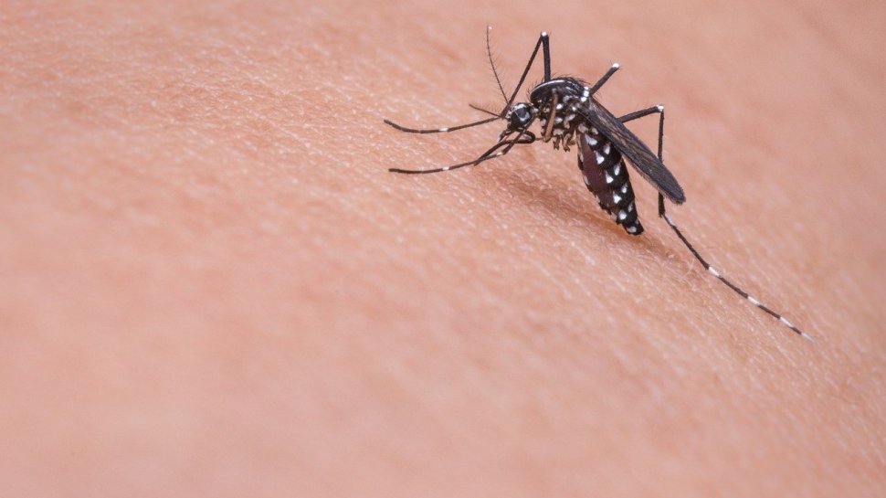 Mare atenție la mușcăturile de țânțari - Semnele care trebuie să ne ducă la medic