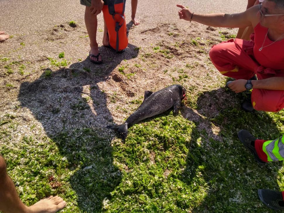 Șoc în Vama Veche. Un delfin mort a fost adus de valuri pe plajă - imagini care vă pot afecta emoțional!  671769