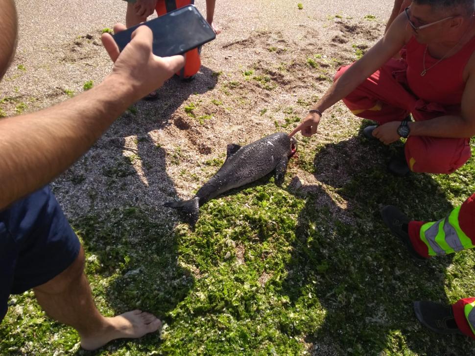 Șoc în Vama Veche. Un delfin mort a fost adus de valuri pe plajă - imagini care vă pot afecta emoțional!  671770