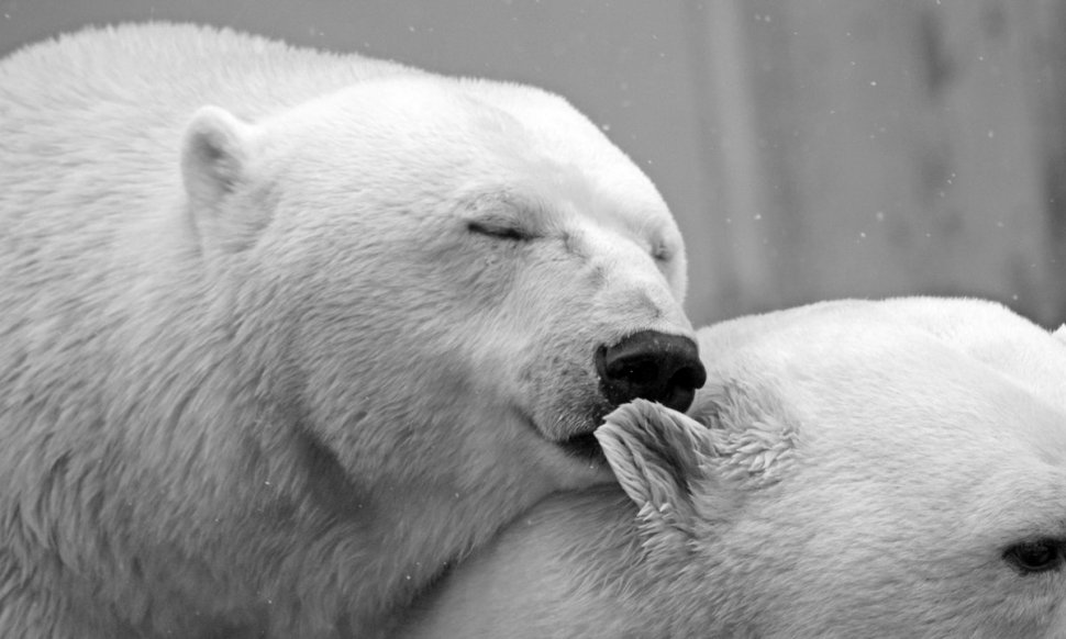 Urșii polari ar putea dispărea în următorii ani, din cauza încălzirii globale. Avertismentul îngrijorător lansat de cercetători