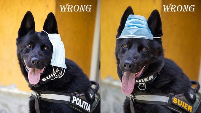 Imagini virale cu Şuier, câinele vedetă al Poliţiei Române! Ne învaţă cum se poartă corect masca de protecţie