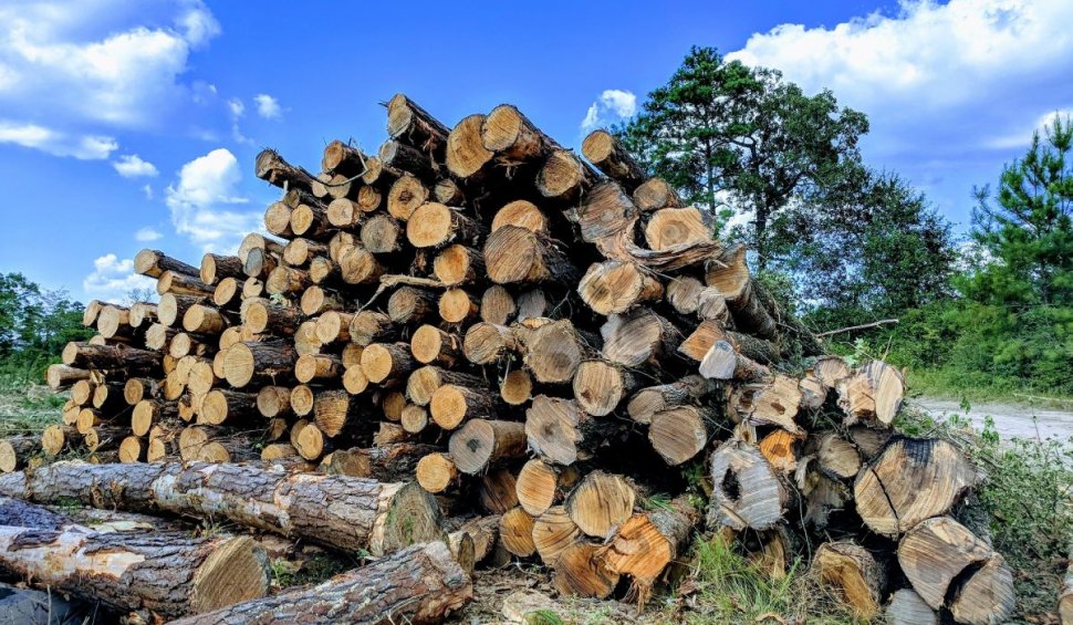 Cinci șefi din Romsilva Bacău, mită de 1.000.000€ pentru 'întreținerea' pădurilor
