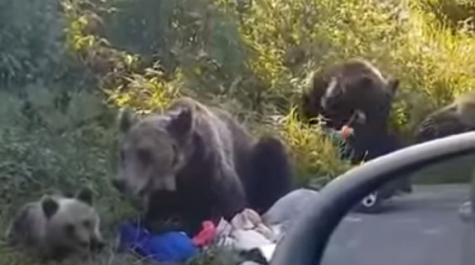 Ursoaică cu pui lovită intenționat cu mașina de turiști, la marginea unei păduri din Sibiu