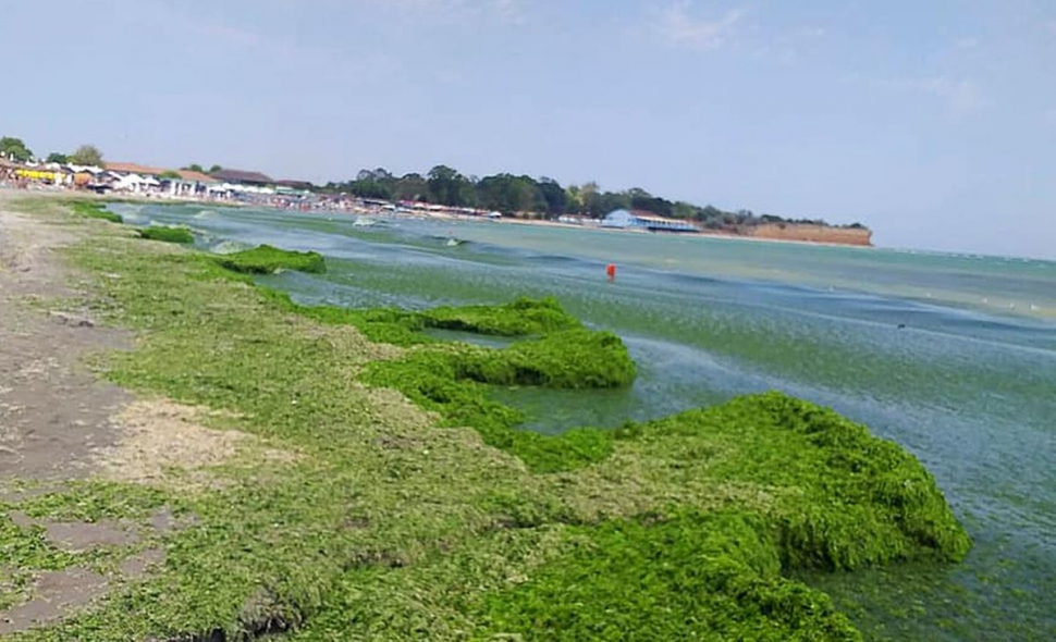 Vești proaste pentru turiștii aflați pe litoralul românesc! Zeci de tone de alge s-au strâns la malul mării. "O nouă maree verde ne-a lovit"