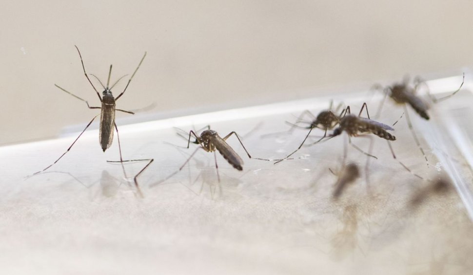 Proiect pentru monitorizarea țânțarilor invazivi. Cum ajung insectele periculoase din alte părți ale lumii la noi în țară
