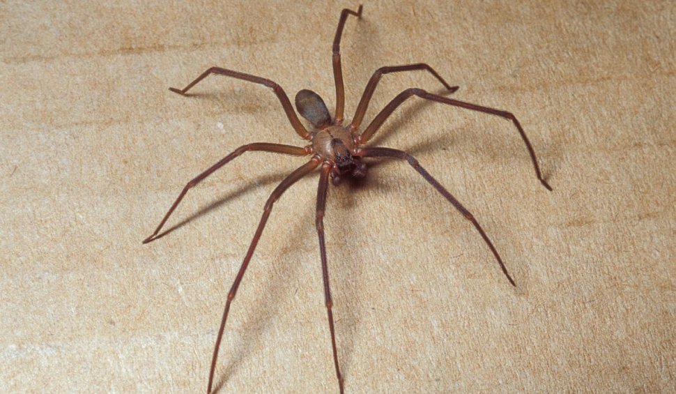 O româncă din Italia a murit după ce a fost mușcată de un păianjen extrem de periculos