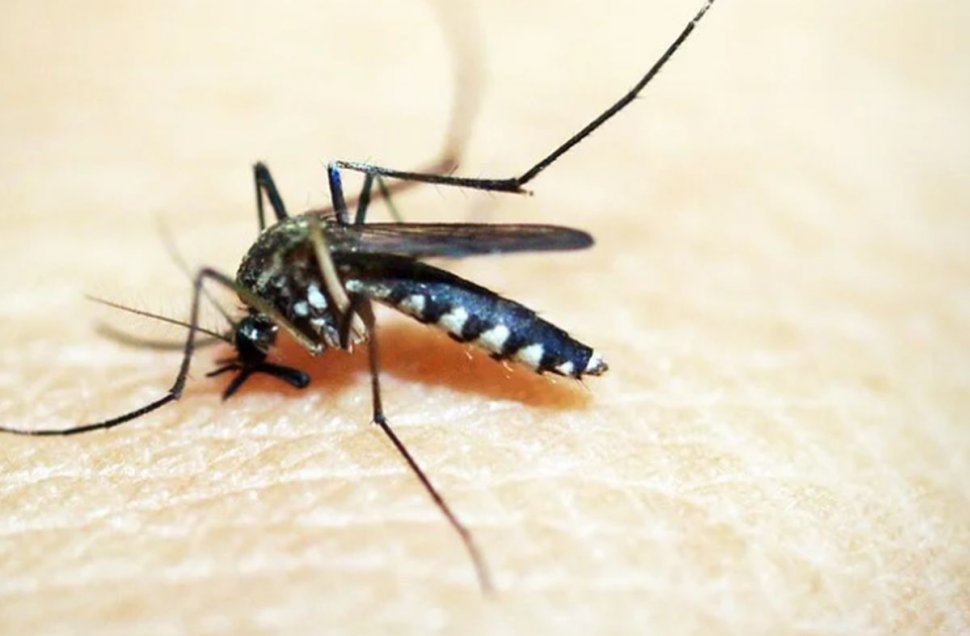 Scandalos! Peste 750 de milioane de ţânţari modificaţi genetic vor fi lăsaţi în libertate 