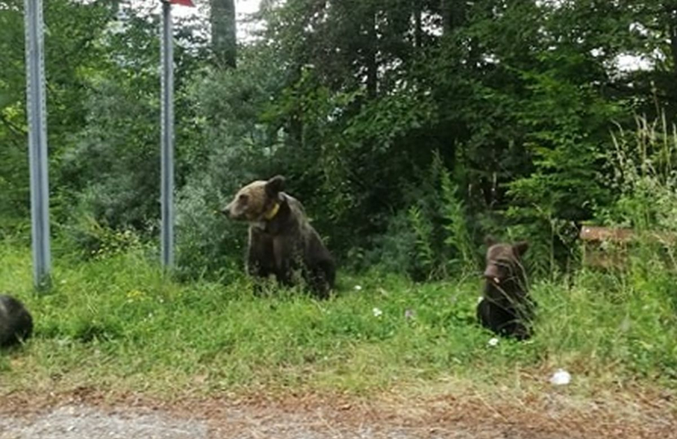 Apel la 112: E o ursoaică cu trei pui, în zona Vidraru! Ce au găsit jandarmii argeşeni la fața locului