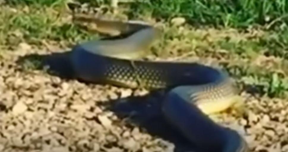 Un șarpe uriaș a fost filmat într-un parc din Brăila. ”Nu vă apropiați!”
