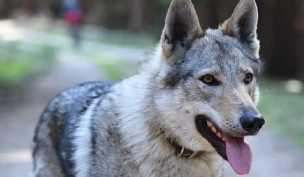 Recompensă de 4.000 de lei pentru Dora, un câine pierdut de o familie pe Transfăgărășan