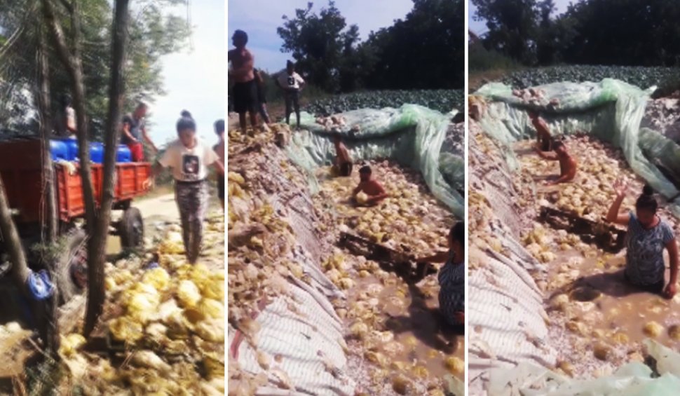 Trei oameni îngropaţi până la brâu în saramură prepară varză murată în condiţii incredibile