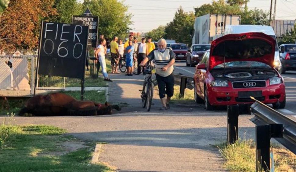 Imagini dureroase: un cal lovit de o maşină a zăcut în agonie pe marginea unui drum din Prahova