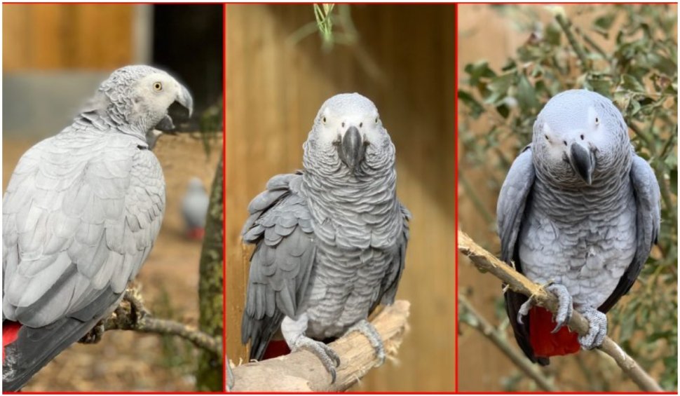 Surpriză! Cinci papagali, trimiși la reeducare pentru că înjurau vizitatorii unei grădine zoologice