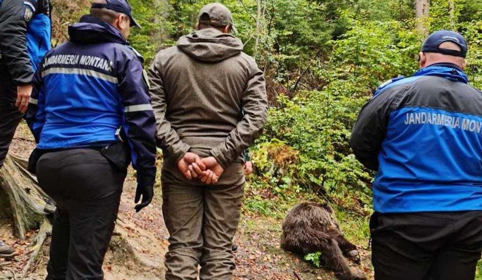 Ursul agresiv din Buşteni, capturat de jandarmi. Ce se va întâmpla cu animalul 