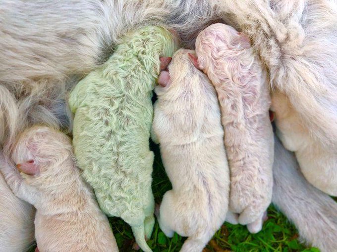 Un căţel cu blană verde strălucitor, exemplar extrem de rar, s-a născut în Sardinia