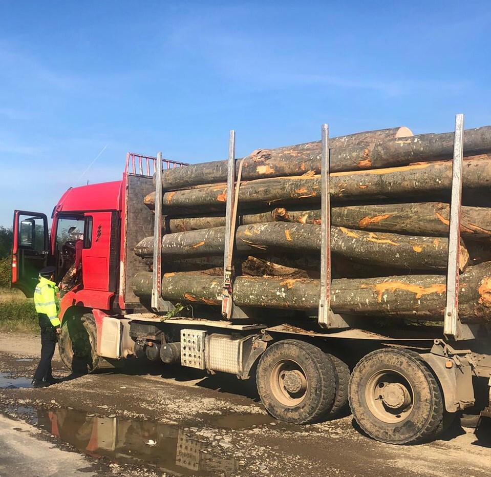 Acțiune de amploare a autorităților pentru depistarea hoților de lemne. Captura impresionantă a polițiștilor  681482