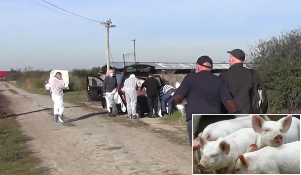 Nou focar de pestă porcină la o fermă din Arad. DSVSA a confirmat existenţa a 34 de focare de pestă porcină africană în județ