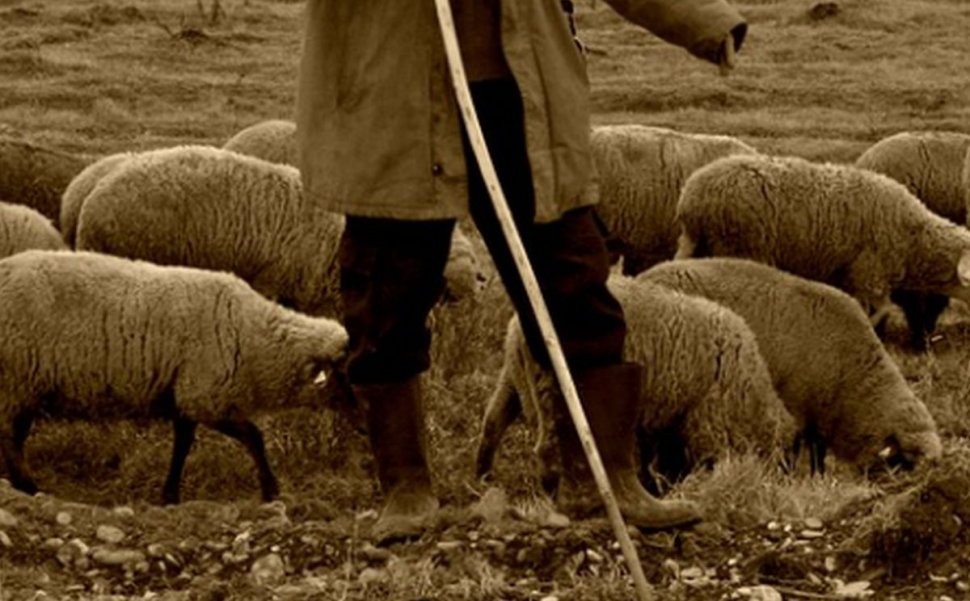 Un cioban a făcut un cadou de 4,5 milioane de euro! Cât câştigă un oier în România