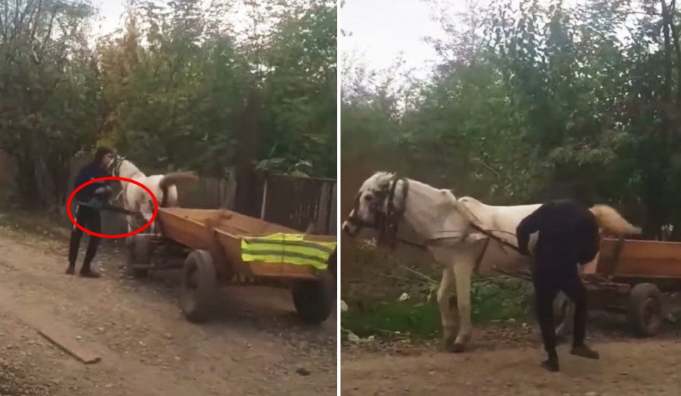 Un bărbat din Buzău şi-a bătut calul cu drujba pornită, apoi l-a lovit cu pumnii şi picioarele. Prins de poliţişti, şi-a cerut scuze
