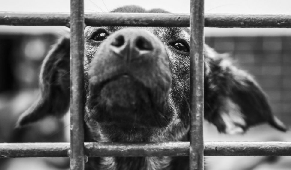 Numărul câinilor abandonați a crescut simțitor în acest an: "Stop abandon! Adoptă un cățel!"