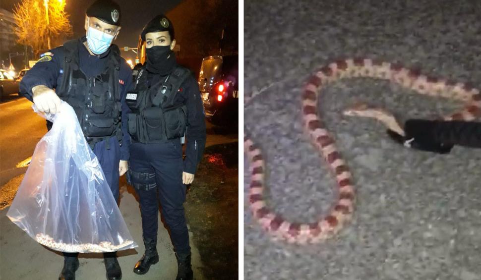 Şarpe exotic găsit pe scara unui bloc din Timişoara