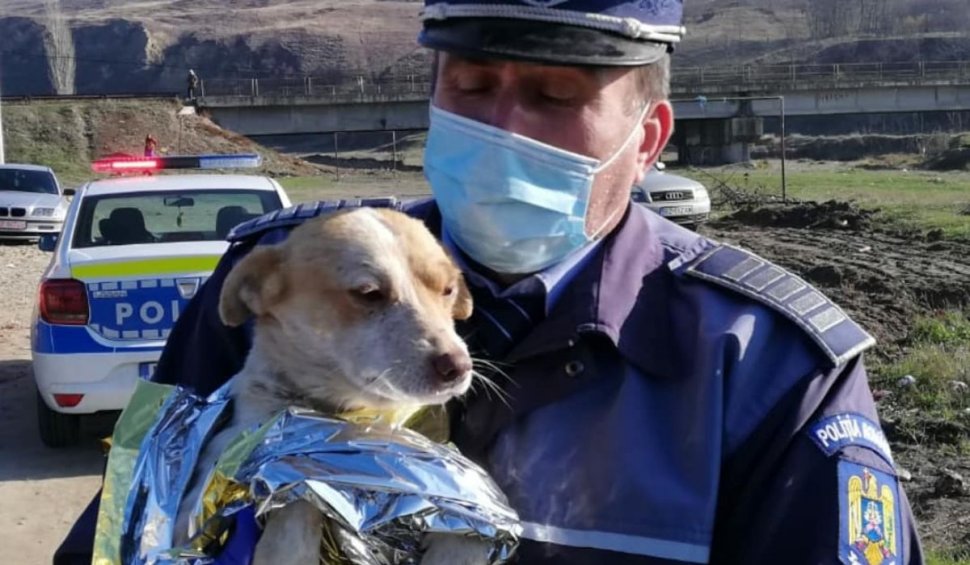 Reacţia ministrului de Interne, după ce un câine a fost incendiat de trei tineri din Zărneşti, Buzău