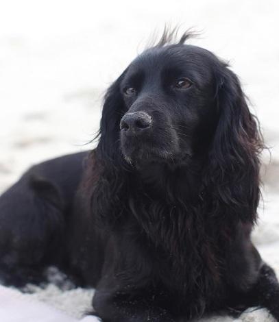 Doliu în familia regală! Ducele şi ducesa de Cambridge au făcut anunţul chiar pe Instagram 684988