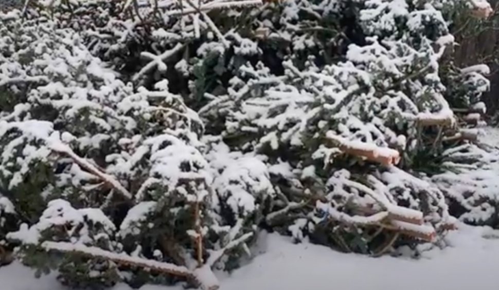Percheziții la tăietori de brazi din Alba: Sute de pomi de Crăciun tăiați ilegal au fost confiscați 