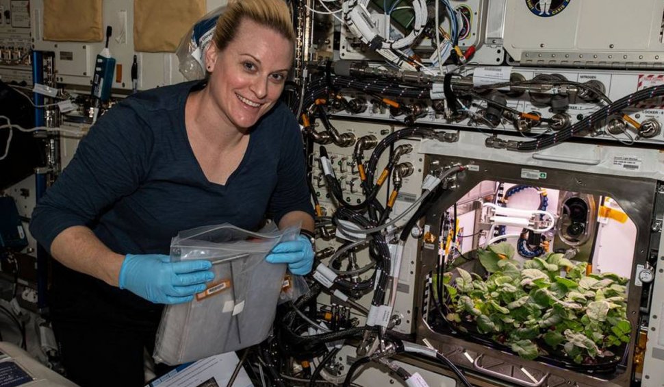 Un astronaut NASA cultivă ridichi pe Stația Spațială Internațională