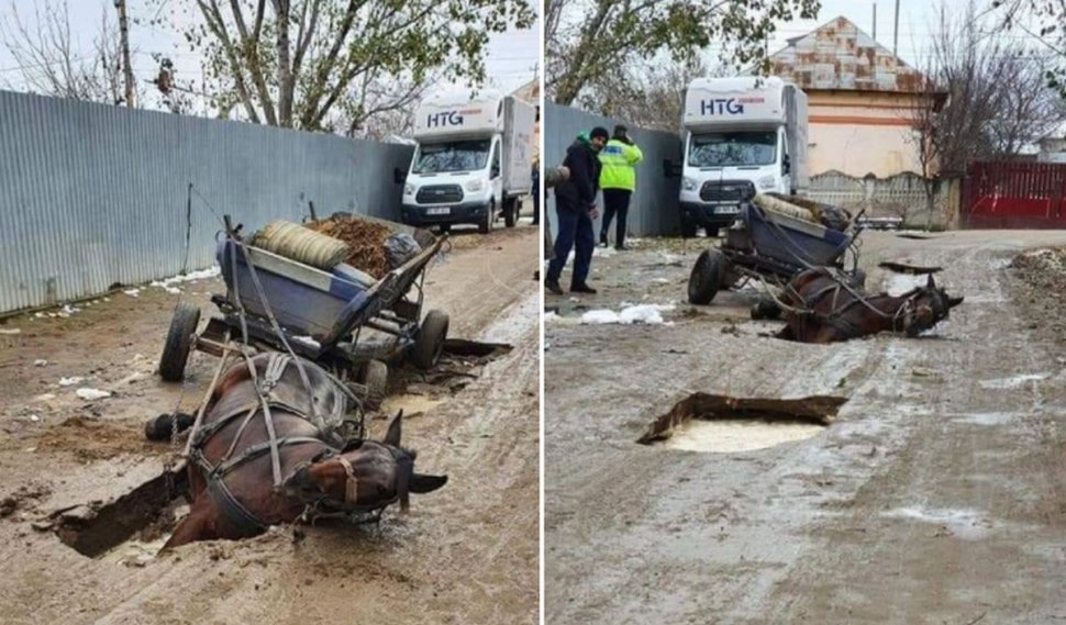 Cal prăbușit într-o groapă din asfalt, într-o comună din Teleorman. Primar: ”Un bătrân de 84 de ani a intrat în zona interzisă”