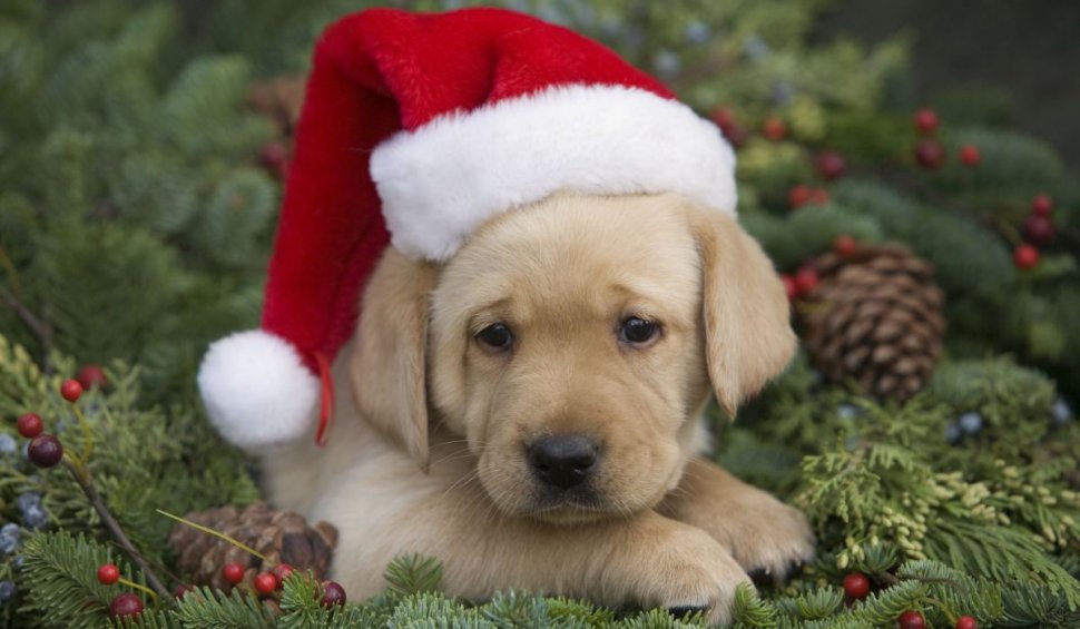 Animalele de companie primite de Crăciun pot ajunge în stradă: "Nu sunt jucării care se returnează"