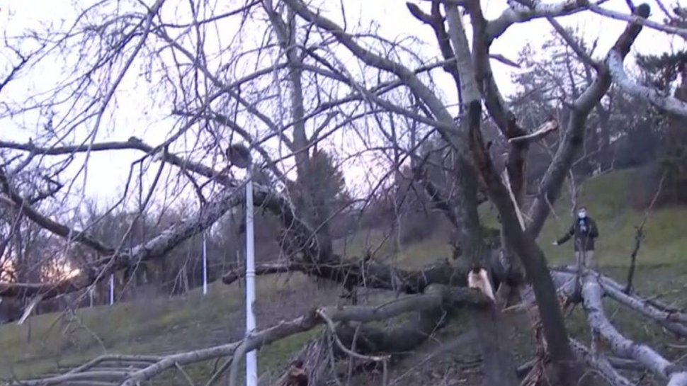 Pericol uriaş în centrul Capitalei! Un copac s-a prăbuşit în Parcul Tineretului, într-o zonă circulată