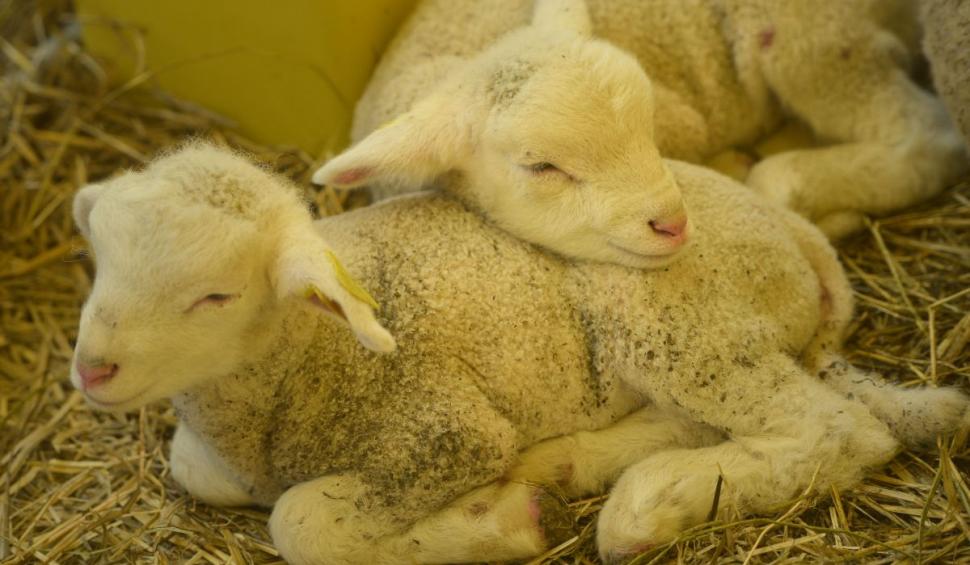 Cât va costa carnea de miel de Paşte. Ciobanii spun că li s-au dublat cheltuielile cu creşterea animalelor