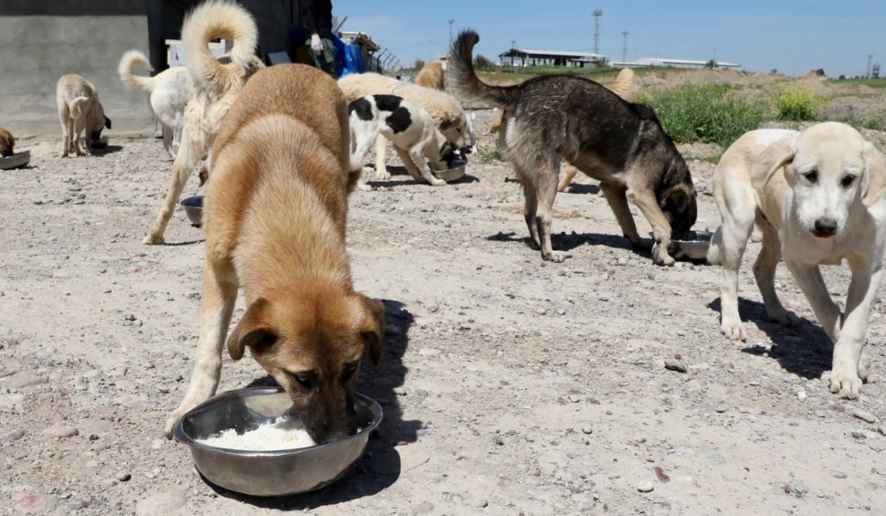 Trupurile unor câini, arse pe un teren viran din Capitală: Poliția a găsit un adăpost improvizat, unde erau ținute peste 100 de aimale