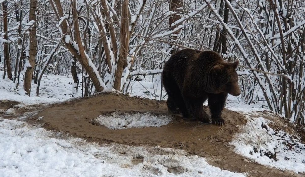 Ursoaica Ina "trăieşte" într-o cuşcă imaginară, după 20 de ani petrecuţi la grădina zoologică din Piatra Neamţ
