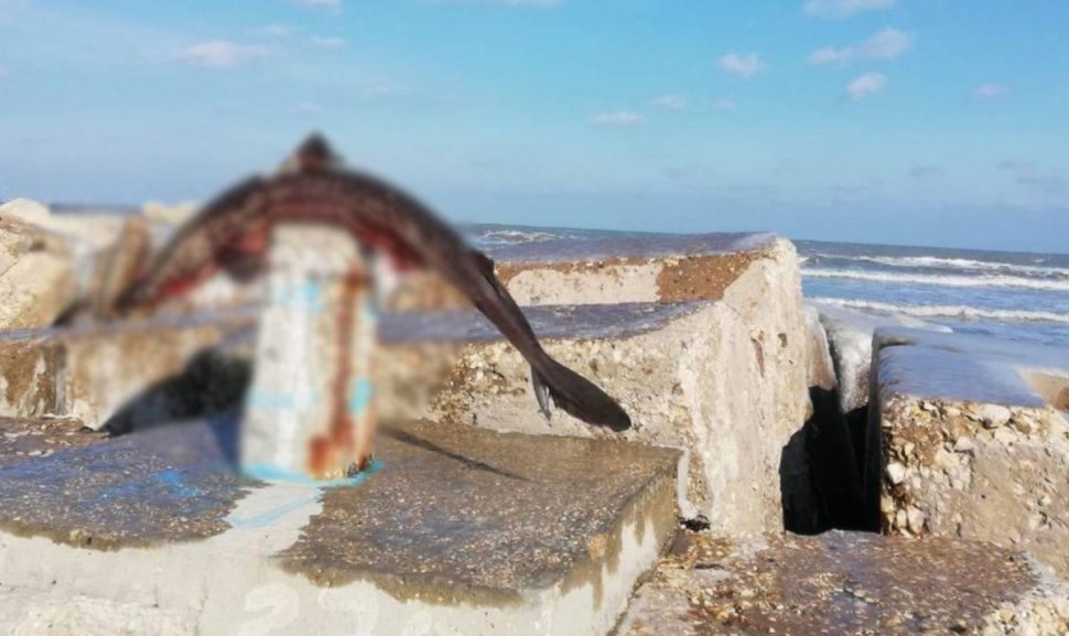 Cadavrul unui rechin a fost găsit la intrarea în Mamaia. Poliția suspectează că un localnic a tăiat capul rechinului și l-a luat acasă