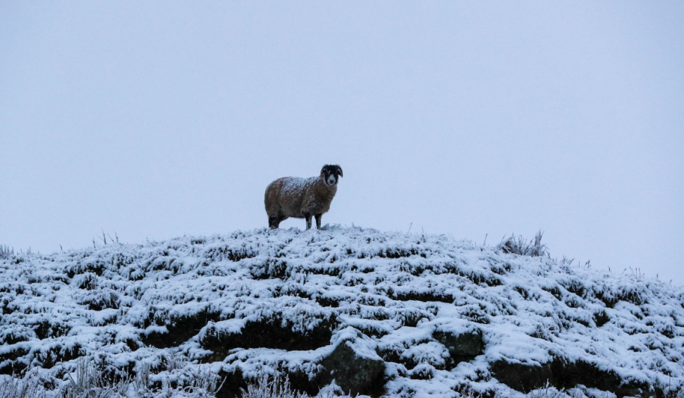 Ciobanul căutat timp de două zile în Olt a fost găsit teafăr în județul vecin: A abandonat oile într-un pârâu înghețat și a plecat să își caute alt loc de muncă
