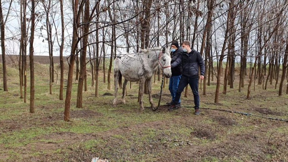 Imagini sfâşietoare cu peste 40 de cai ţinuţi în condiţii inumane, pe un câmp din Techirghiol