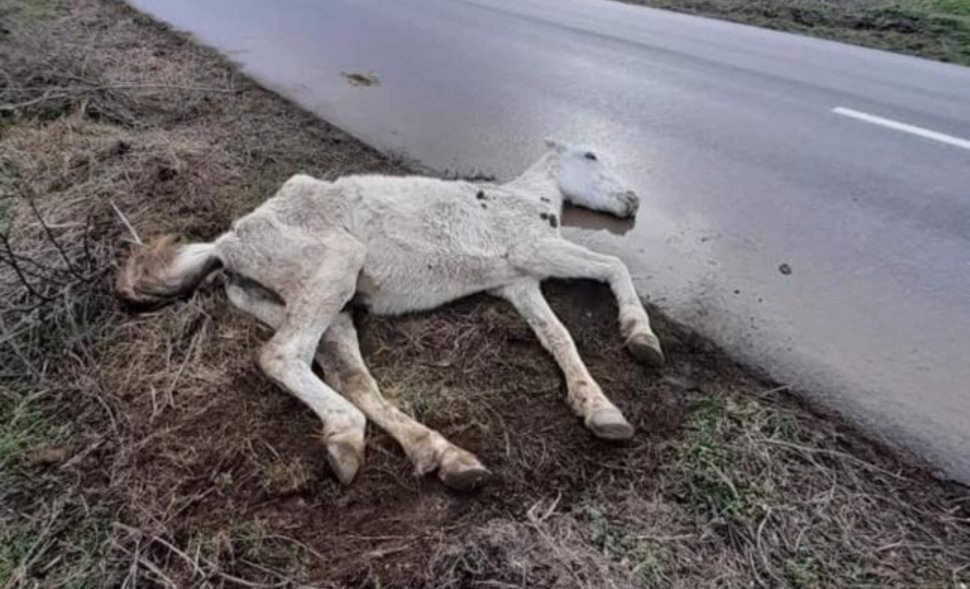 Cal alb, numai piele şi os, abandonat pe marginea unui drum din Dobrogea. Ce s-a întâmplat cu căluțul 