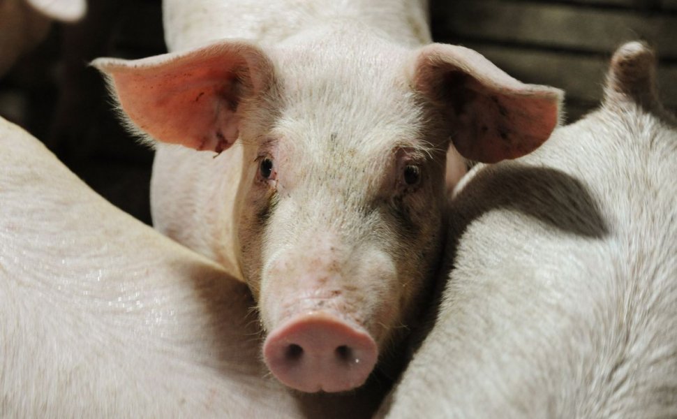 Un porc evadat dintr-o maşină, în trafic, a fost salvat de poliţiştii din Sebeş