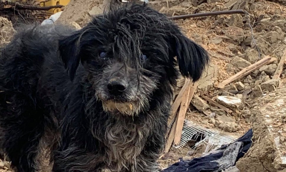 Povestea emoționantă a câinelui din Suceava care nu și-a părăsit curtea nici la trei ani după ce i-au murit stăpânii