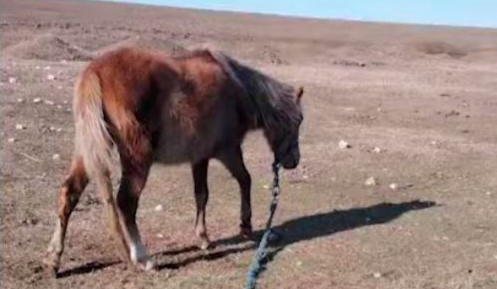 Detalii noi în cazul scandalos al cailor chinuiți de la Techirghiol: Plângere penală depusă pe numele procurorului care deținea animalele