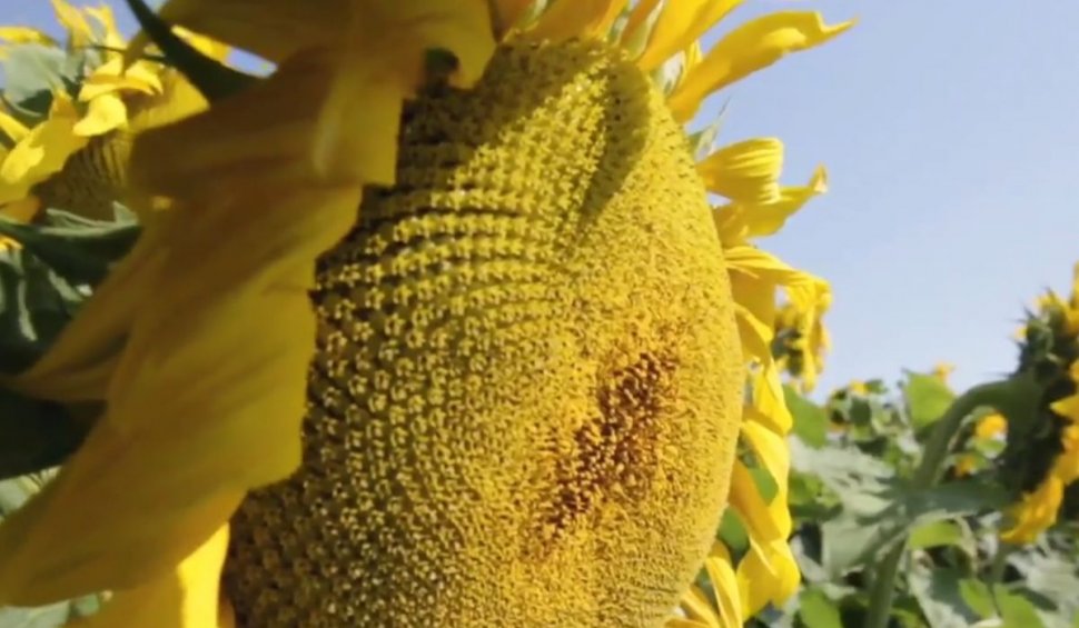 Alegerea erbicidului, factor esenţial în obţinerea unei culturi robuste de floarea soarelui