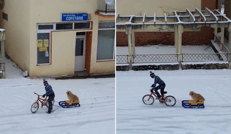 Câine tras cu sania de un copil pe bicicletă, în Râşca, Cluj